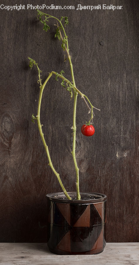 Flower Arrangement, Ikebana, Plant, Potted Plant, Vase, Ivy, Vine