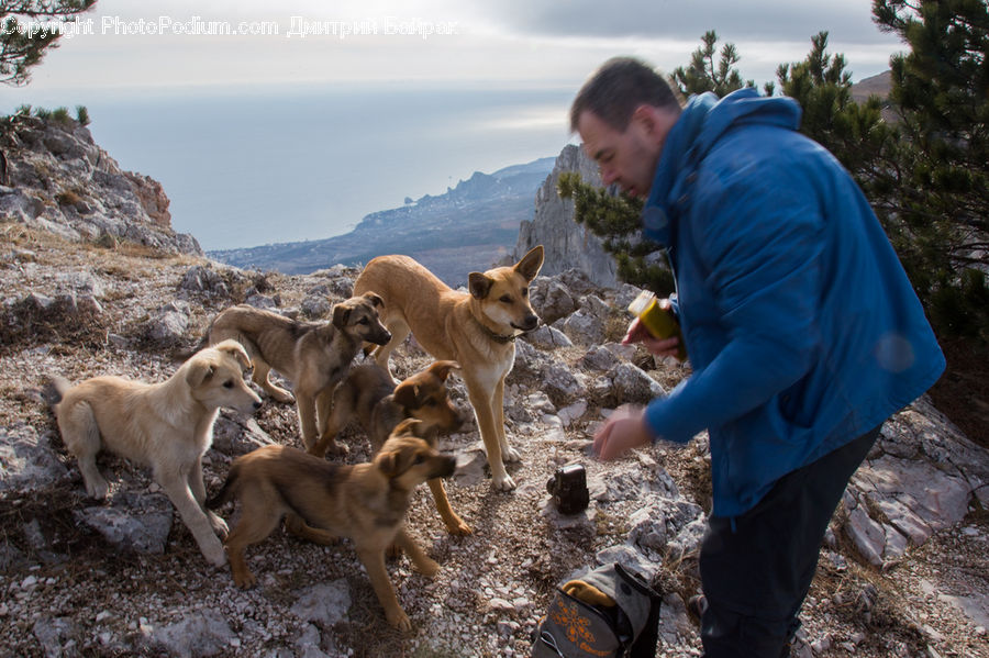 Human, People, Person, Animal, Canine, Dog, Husky