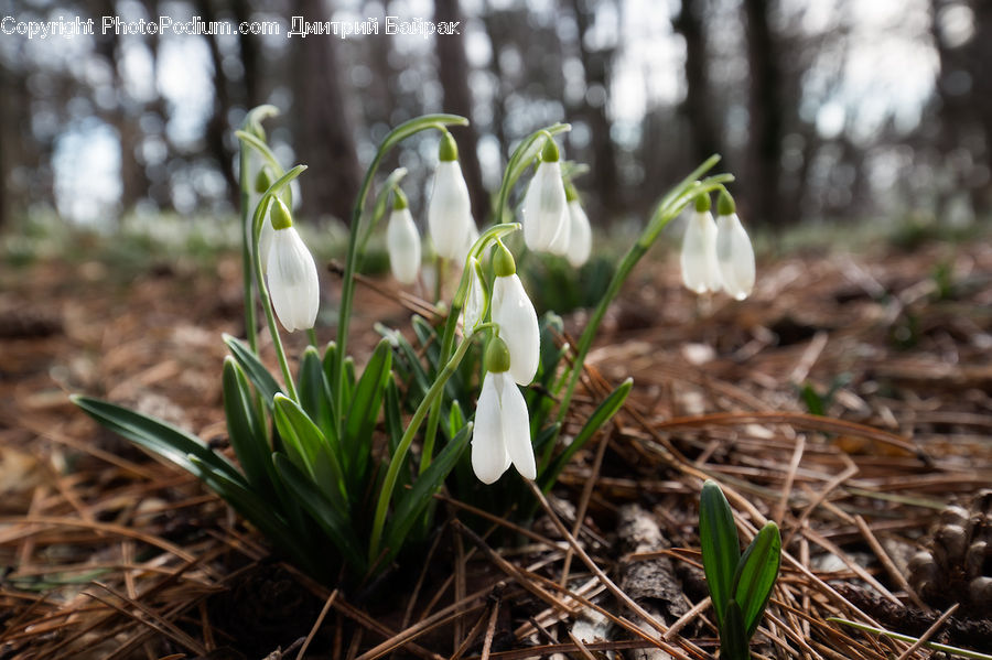 Amaryllidaceae, Blossom, Flower, Plant, Crocus, Flora, Soil