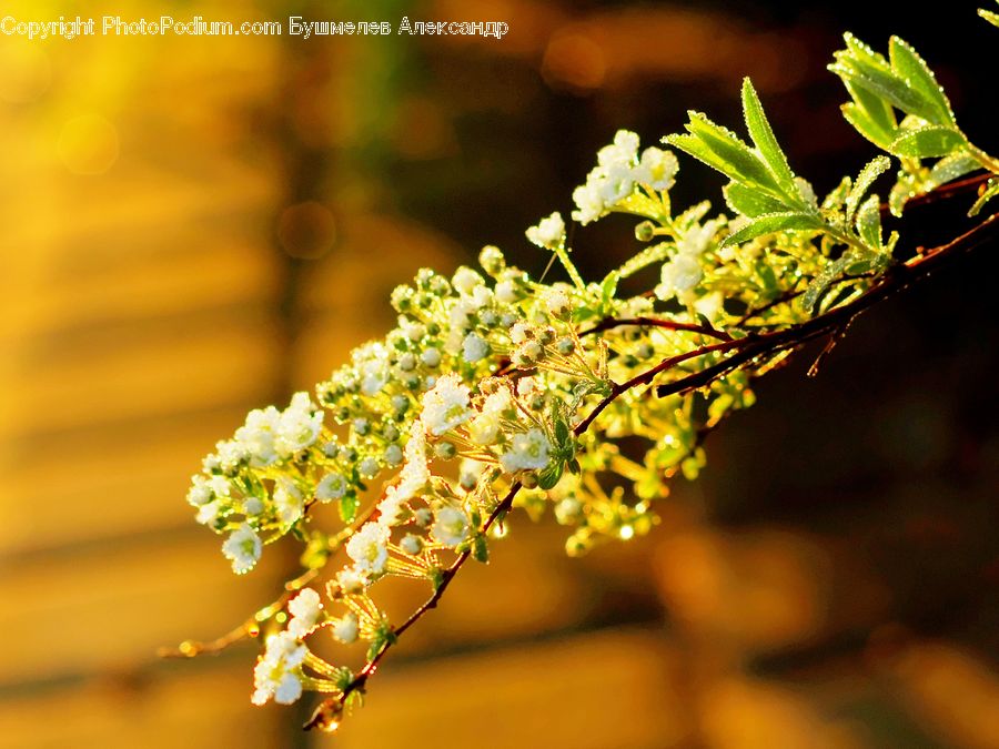 Fern, Plant, Flora, Pollen, Blossom, Flower, Conifer
