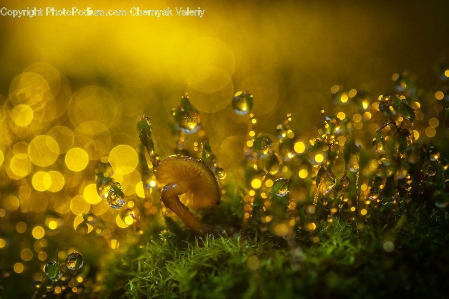 Glass, Moss, Plant, Field, Grass, Grassland, Beverage