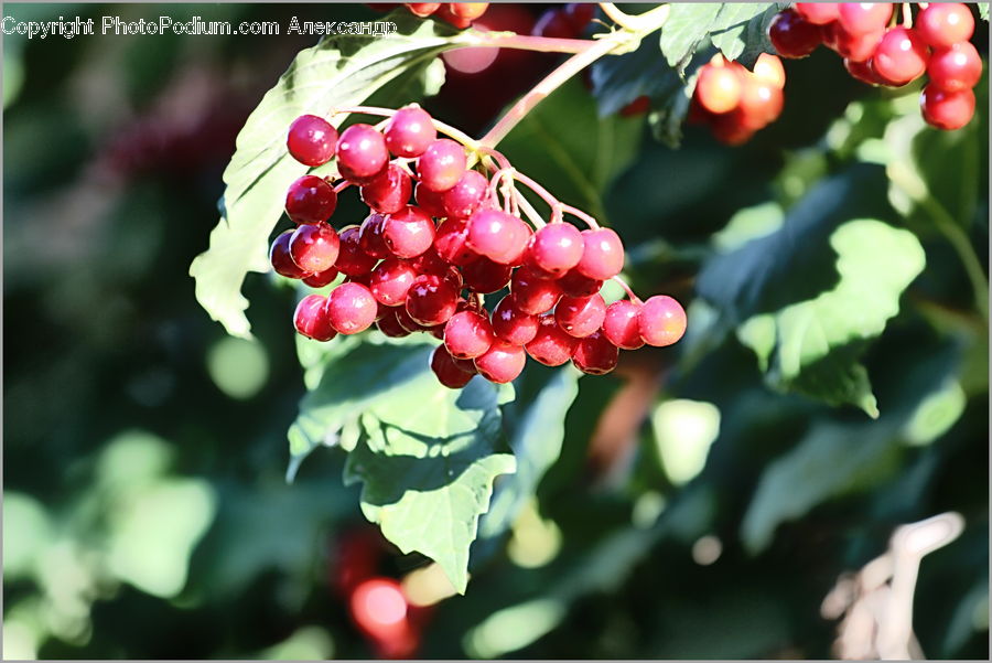 Fruit, Grapes, Bush, Plant, Vegetation, Cherry, Blossom