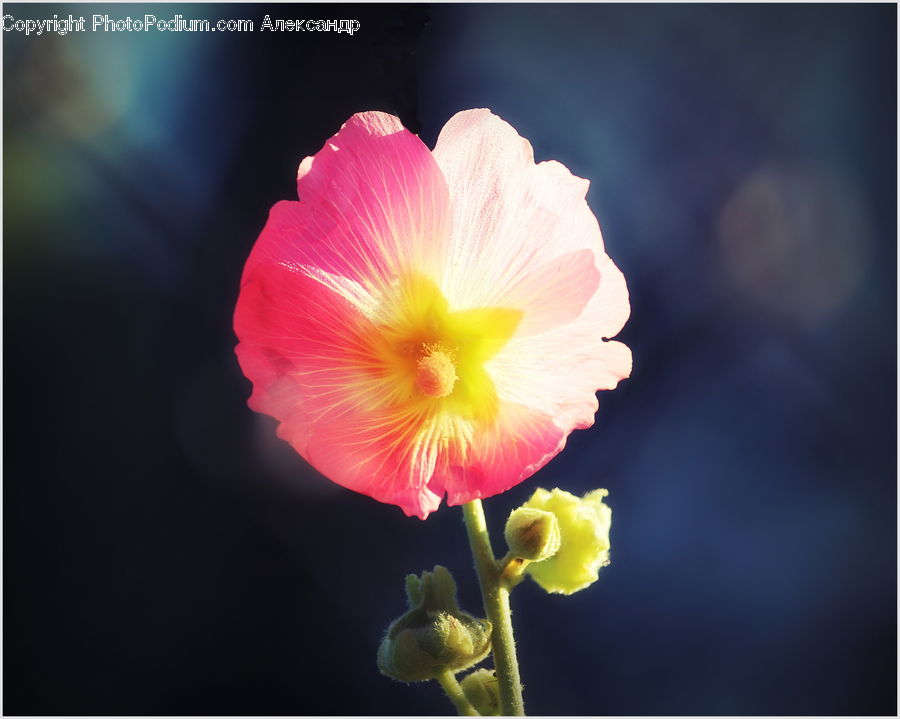 Blossom, Flora, Flower, Plant, Geranium, Hibiscus, Poppy