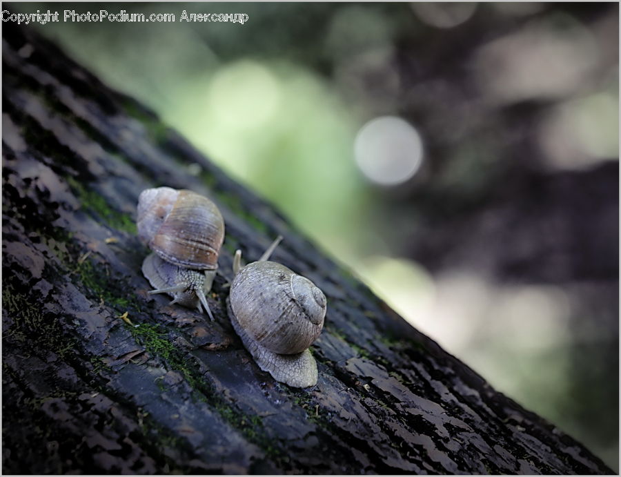 Box Turtle, Reptile, Tortoise, Turtle, Invertebrate, Snail, Agaric