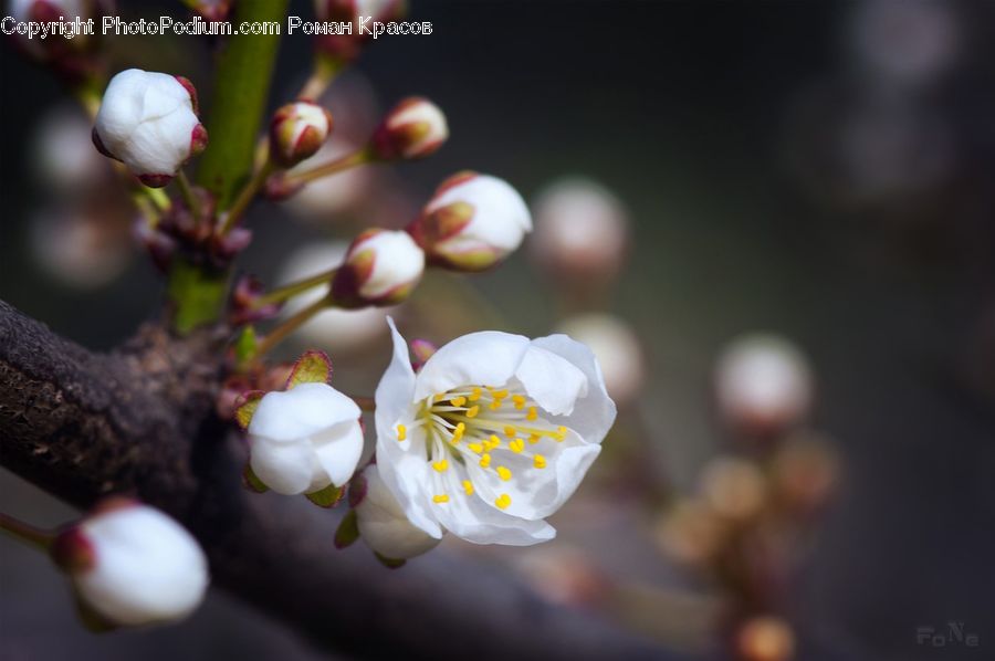Blossom, Flora, Flower, Plant, Ball, Sphere, Cherry Blossom