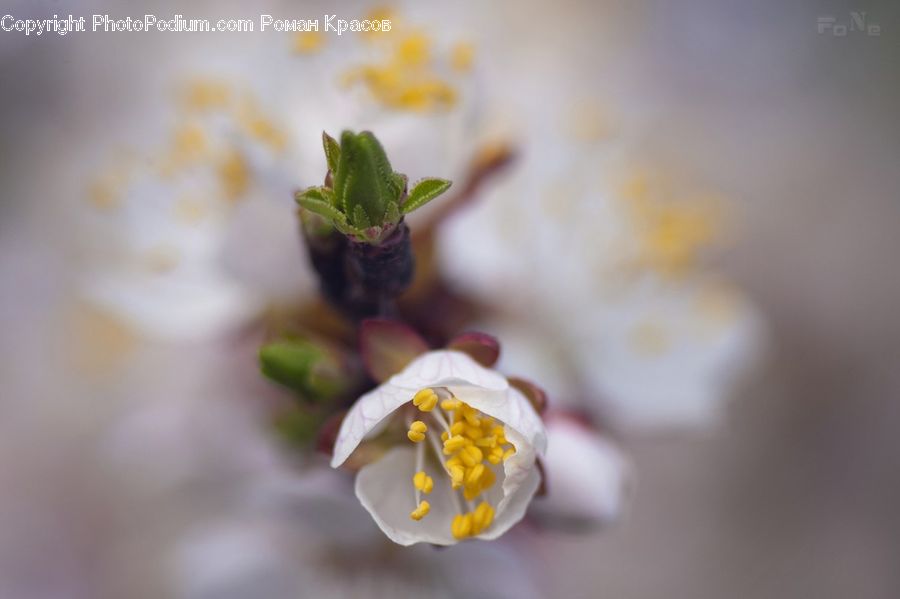 Bud, Plant, Flora, Pollen, Blossom, Flower, Herbs