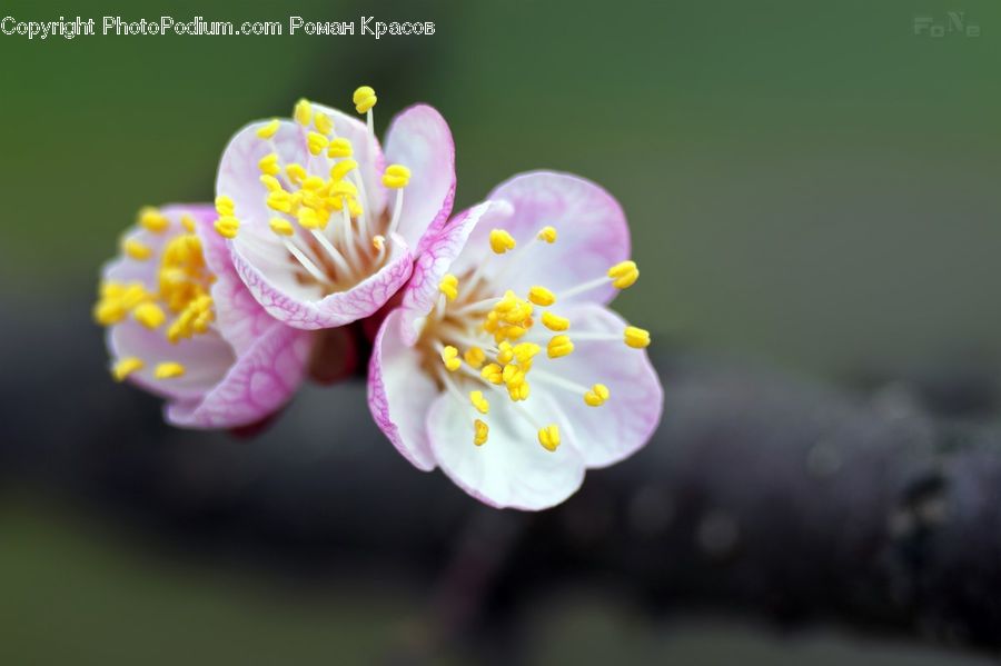 Blossom, Flora, Flower, Plant, Cherry Blossom, Crocus, Anther
