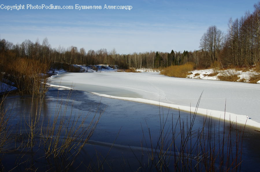 Boardwalk, Deck, Path, Sidewalk, Walkway, Grass, Plant