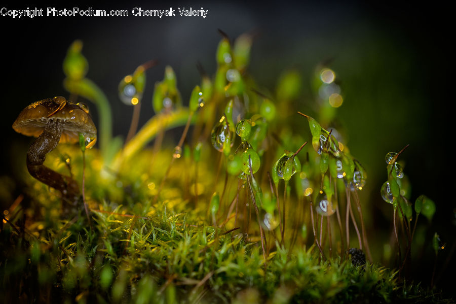 Moss, Plant, Blossom, Flora, Flower, Dill, Field