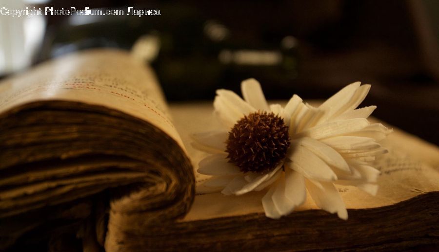 Daisies, Daisy, Flower, Plant, Blossom, Flora, Petal