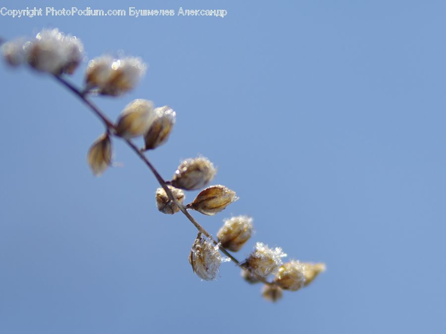 Blossom, Flora, Flower, Plant, Bud, Cotton, Fiber