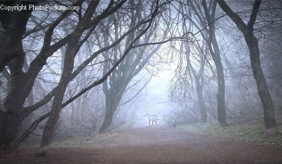 Fog, Mist, Outdoors, Dirt Road, Gravel, Road, Forest