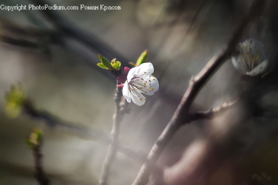 Blossom, Flora, Flower, Plant, Bud, Petal, Cherry Blossom