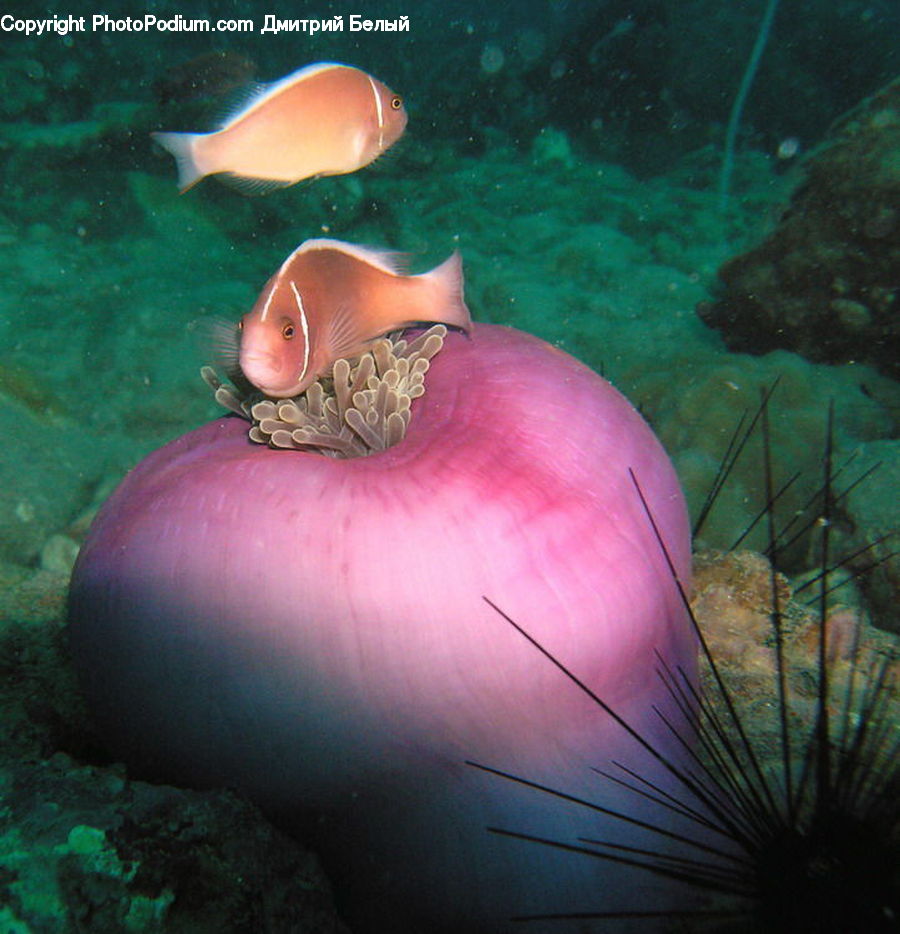 People, Person, Human, Conch, Invertebrate, Sea Life, Seashell