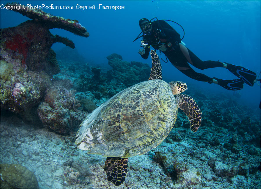 Coral Reef, Outdoors, Reef, Sea, Sea Life, Water, Reptile
