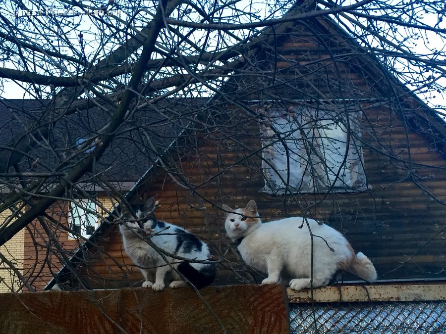 Adorable, Animal, Bunny, Mammal, Rabbit, Rodent, Architecture