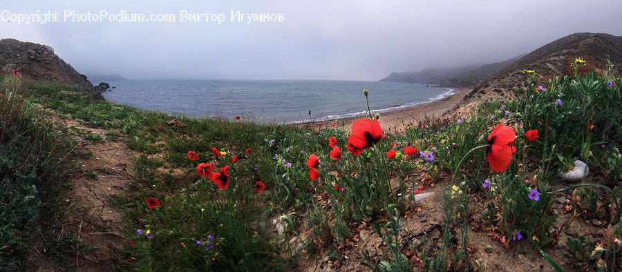 Blossom, Flora, Flower, Plant, Poppy, Landscape, Nature