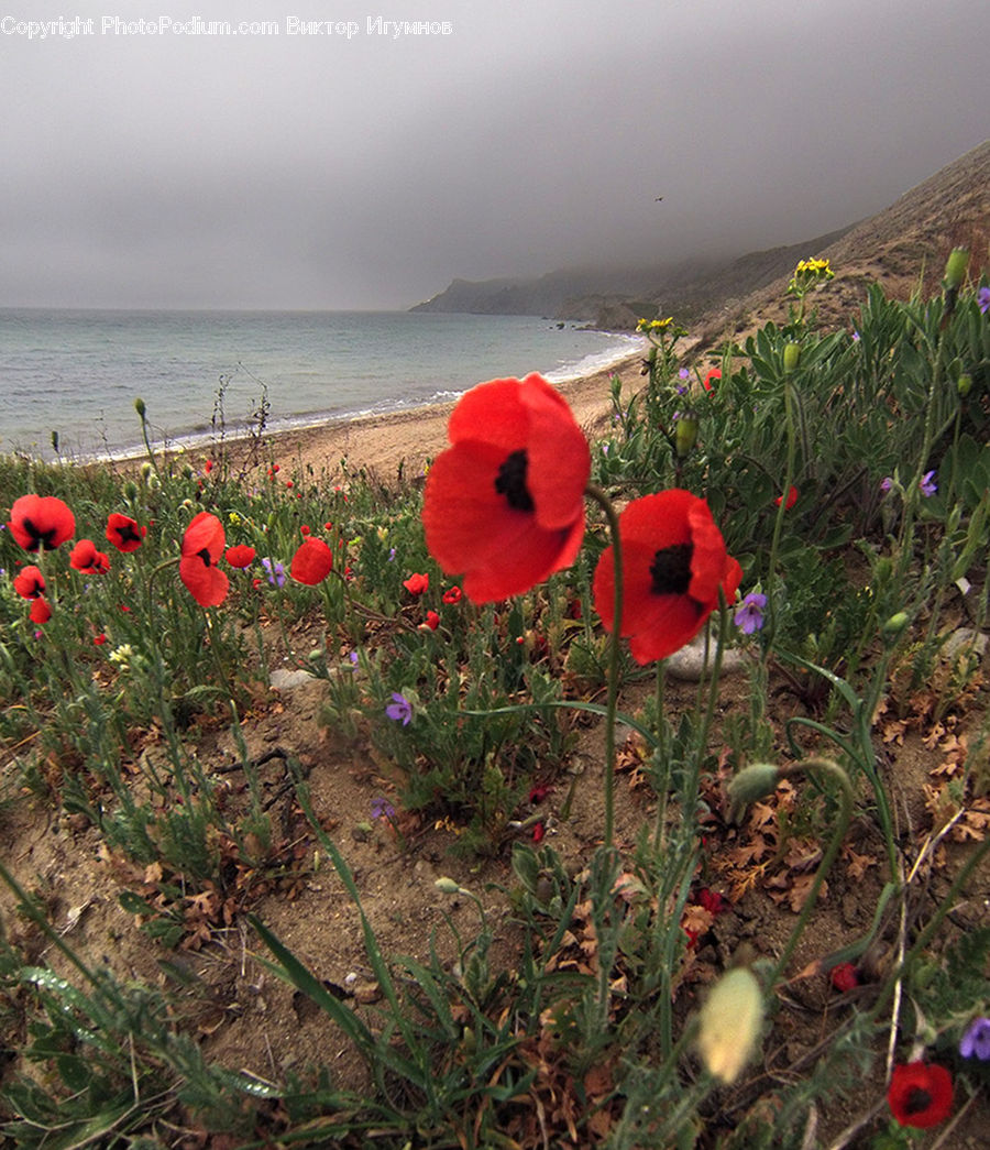 Blossom, Flora, Flower, Plant, Poppy, Geranium, Ground