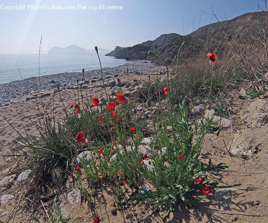 Blossom, Flora, Flower, Plant, Poppy, Vegetation, Cactus