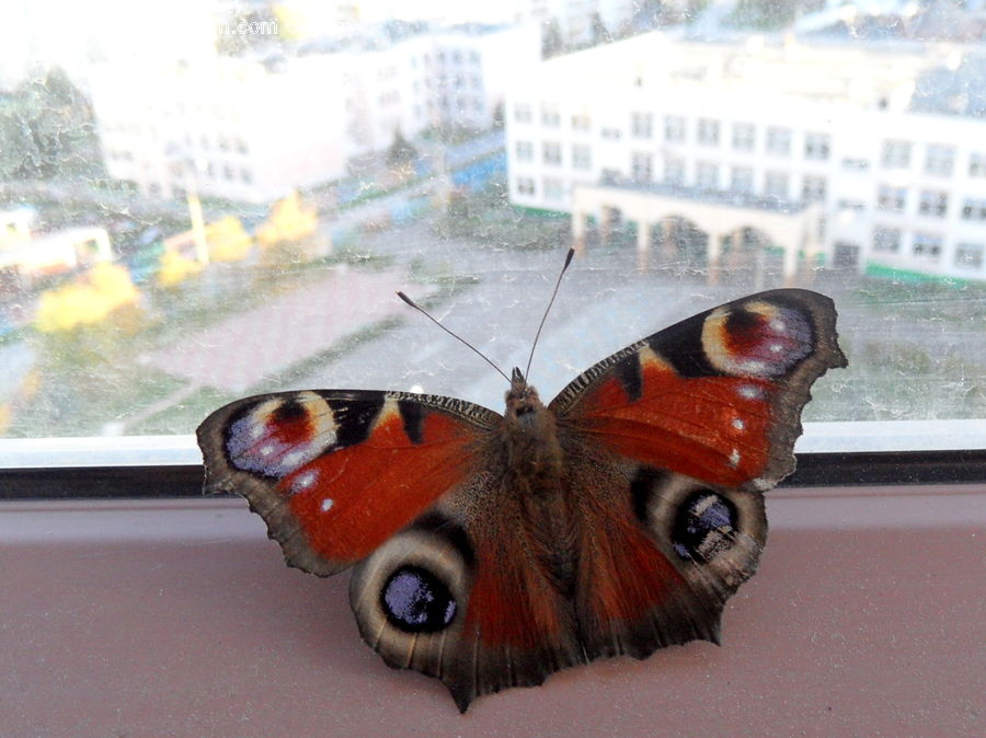 Butterfly, Insect, Invertebrate, Glasses, Goggles