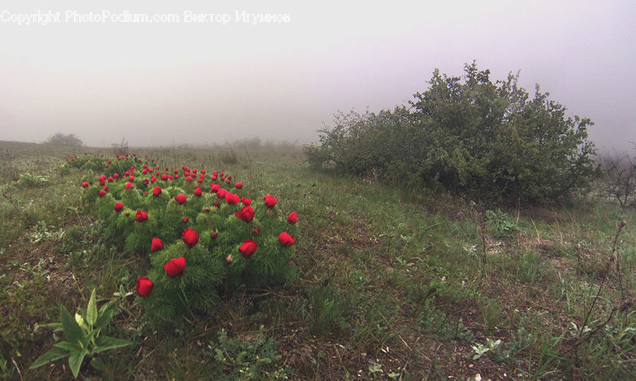 Fiber, Hemp, Plant, Fog, Cactus, Blossom, Flower