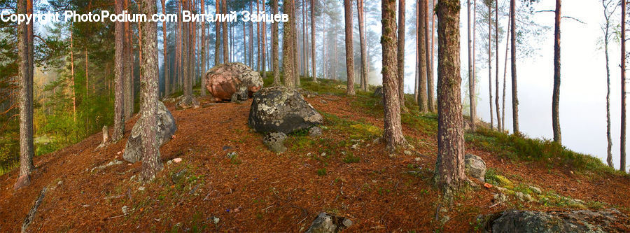 Forest, Vegetation, Rock, Grassland, Mound, Conifer, Fir