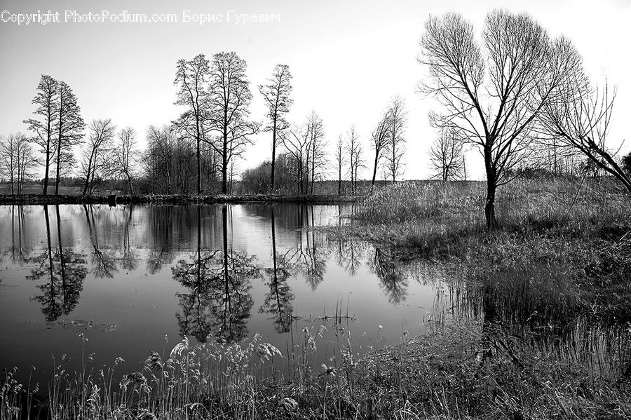 Grass, Plant, Reed, Land, Marsh, Pond, Swamp