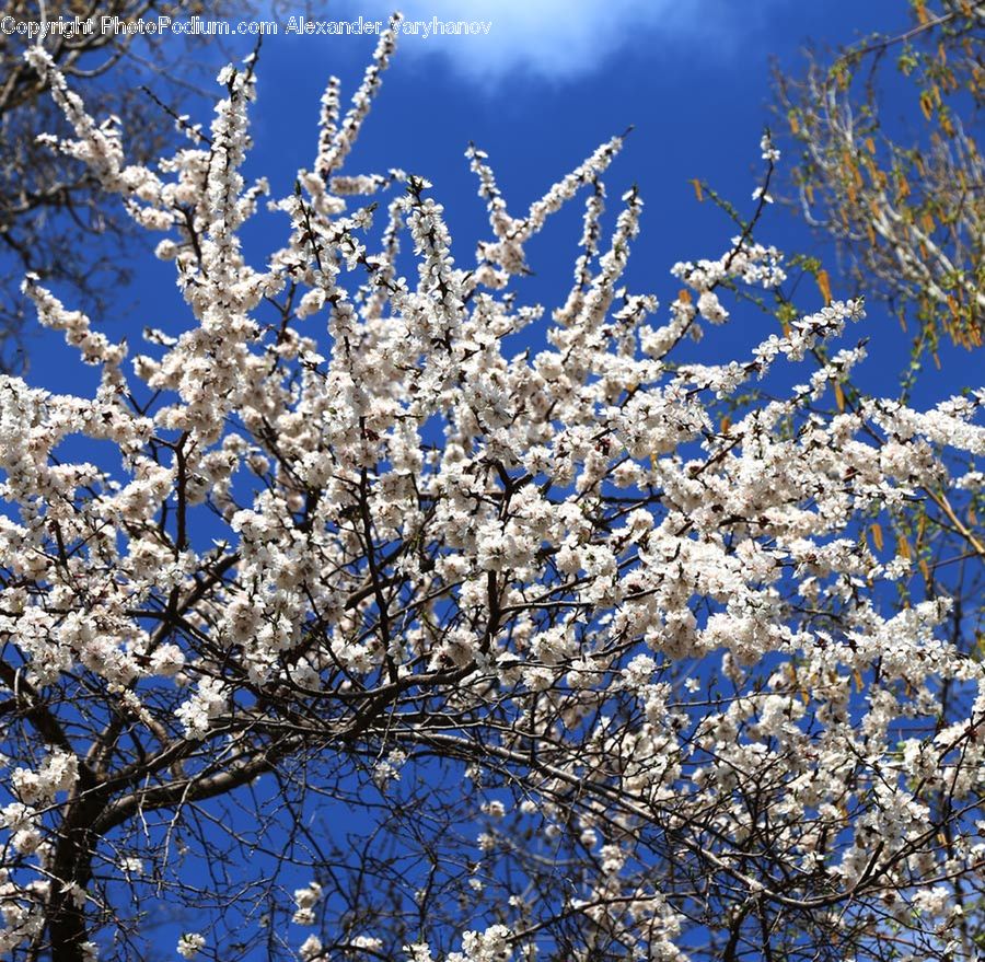 Blossom, Flora, Flower, Plant, Cherry Blossom, Tree
