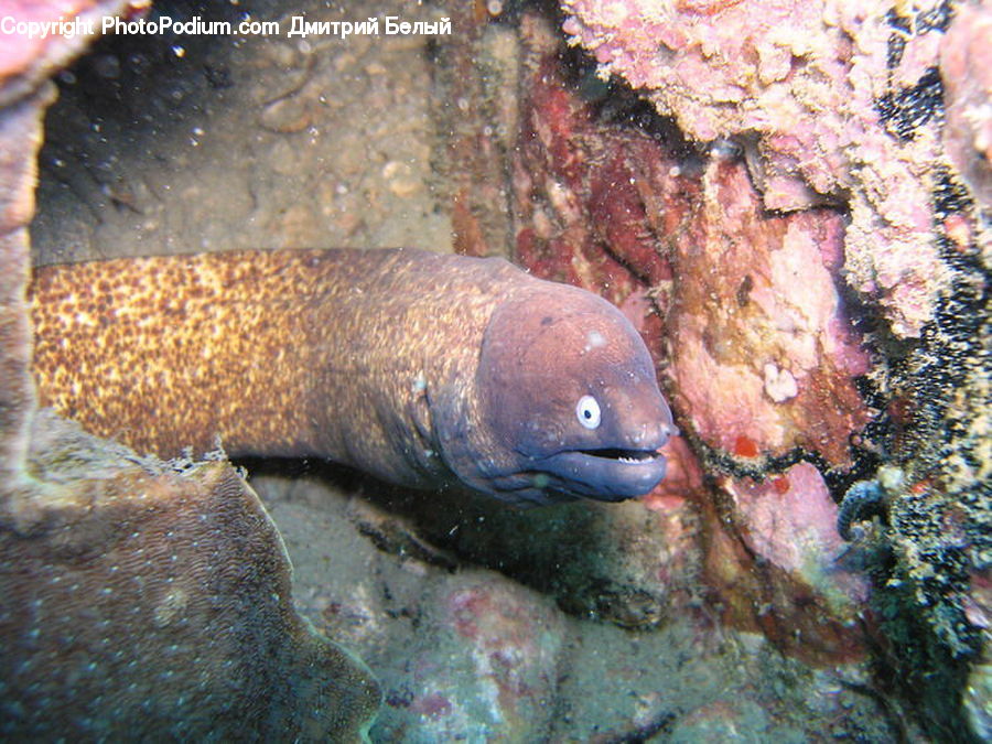 Eel, Fish, Sea Life, Mammal, Seahorse
