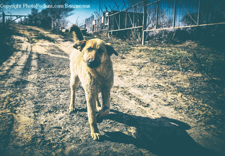 Animal, Canine, Dog, Golden Retriever, Mammal, Pet, Newfoundland