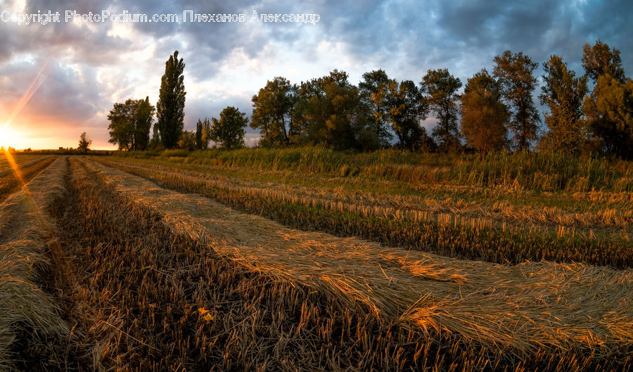 Field, Dirt Road, Gravel, Road, Grass, Grassland, Land