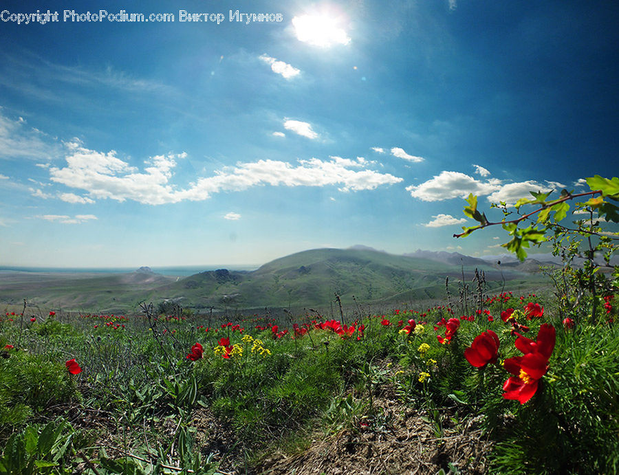 Blossom, Flora, Flower, Plant, Poppy, Landscape, Nature