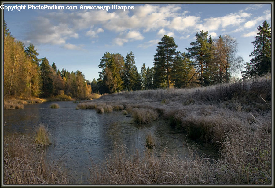Grass, Plant, Reed, Land, Marsh, Outdoors, Swamp