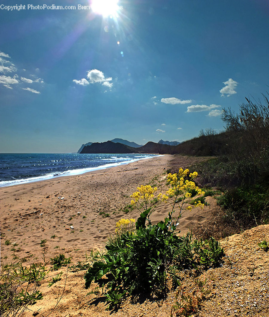 Bush, Plant, Vegetation, Apiaceae, Blossom, Beach, Coast