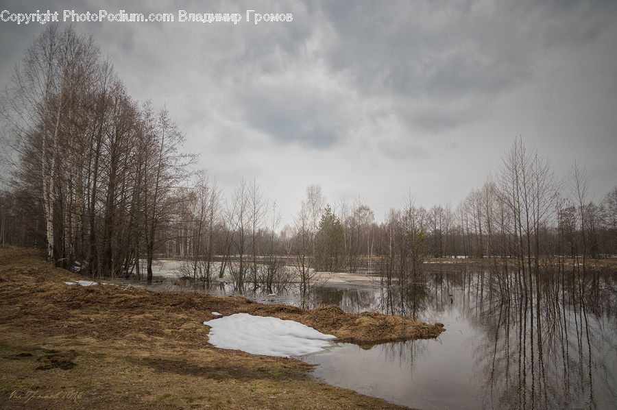 Flood, Birch, Tree, Wood, Forest, Vegetation, Field