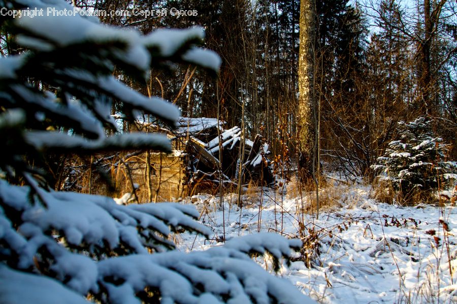 Conifer, Fir, Plant, Tree, Forest, Vegetation, Ice