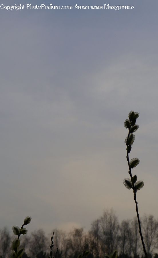 Conifer, Fir, Plant, Tree, Palm Tree, Blossom, Flora