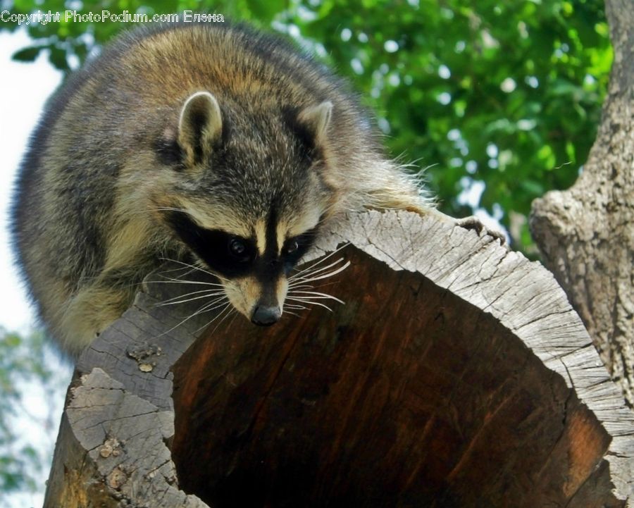 Animal, Mammal, Raccoon