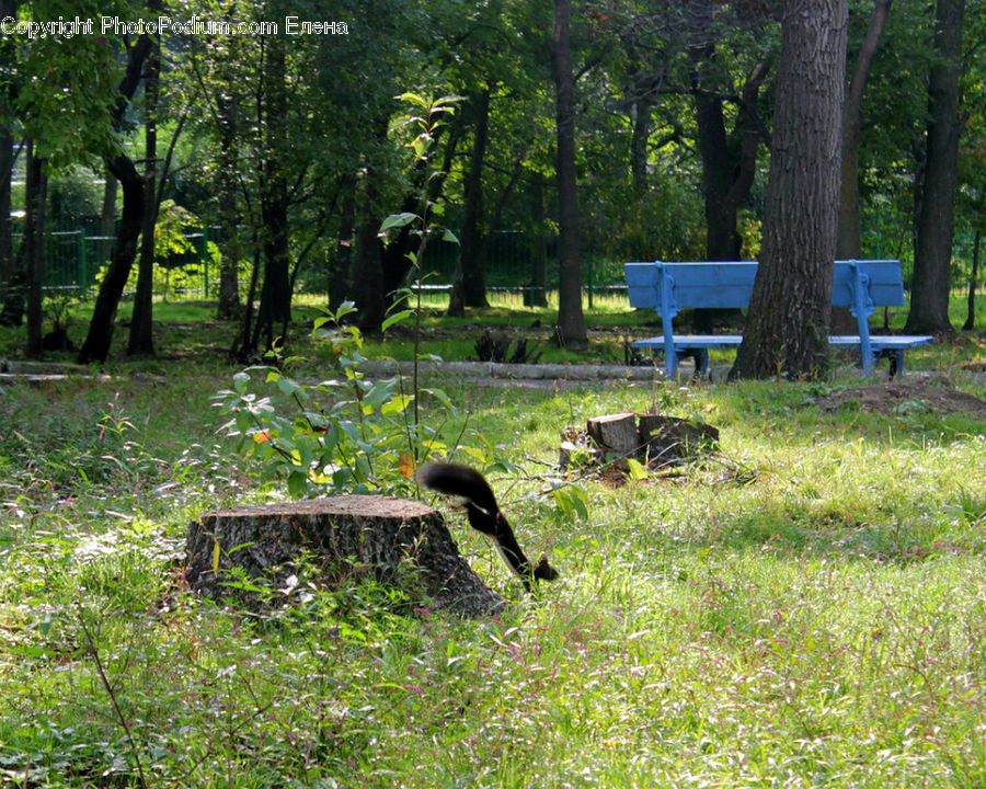 Bird, Robin, Anhinga, Cormorant, Waterfowl, Forest, Jungle