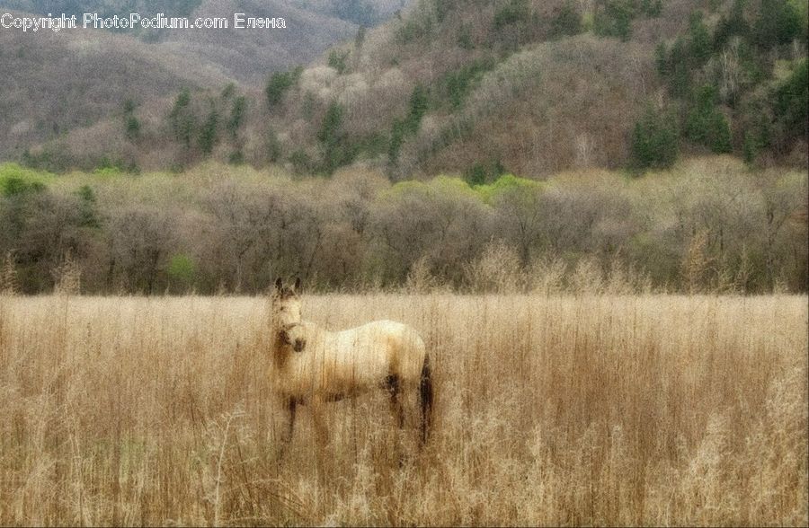 Field, Grass, Grassland, Land, Outdoors, Plant, Bush