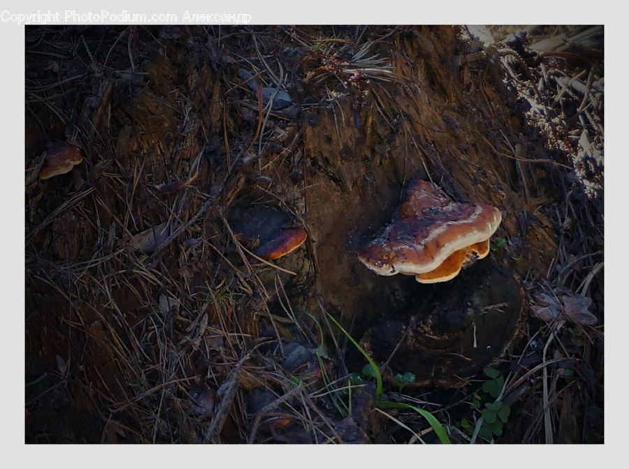 Agaric, Amanita, Fungus, Mushroom, Plant
