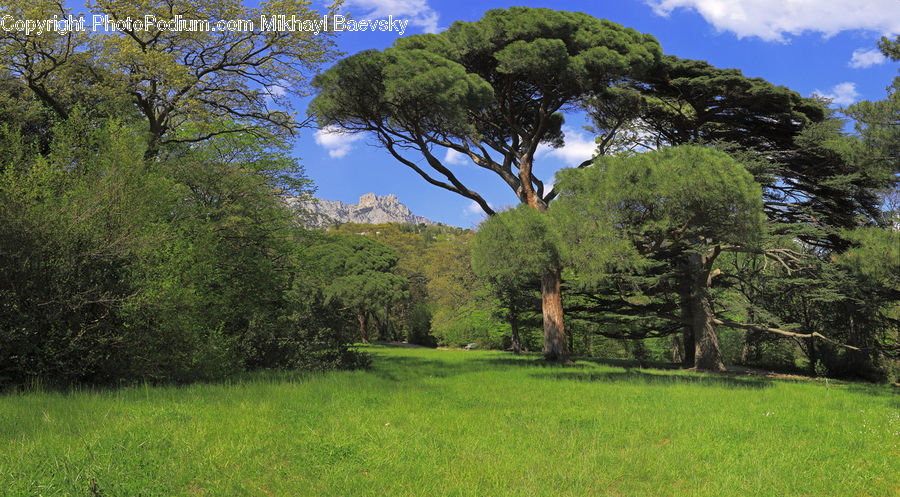 Field, Grass, Grassland, Land, Outdoors, Nature, Conifer