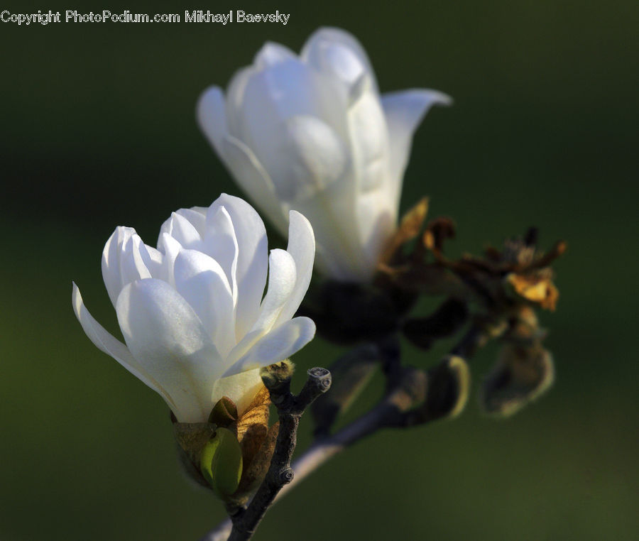 Blossom, Flora, Flower, Plant, Bee, Bumblebee, Honey Bee