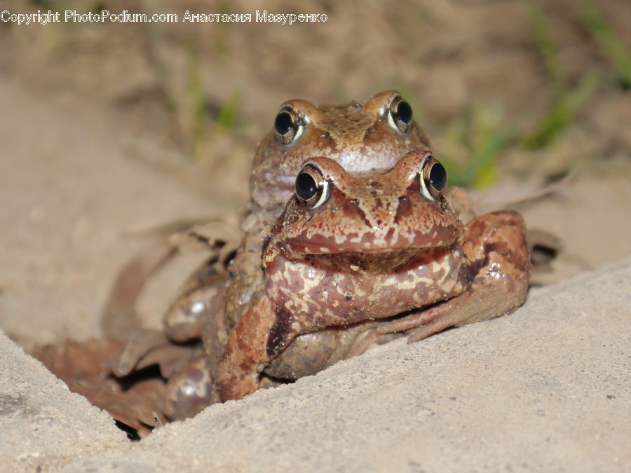 Amphibian, Frog, Wildlife