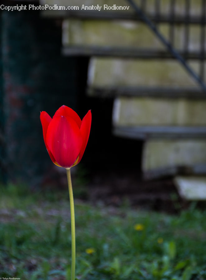 Blossom, Flora, Flower, Plant, Tulip, Bench, Crocus