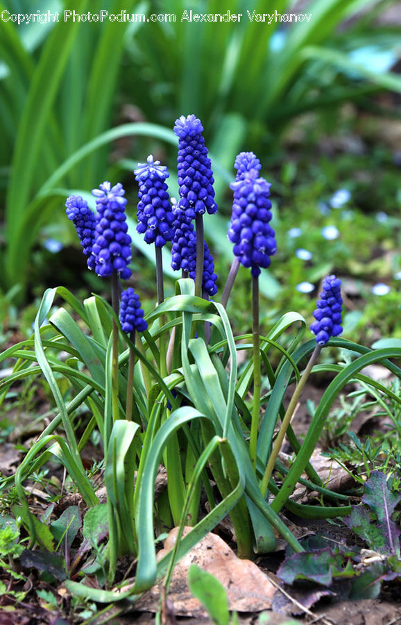 Plant, Produce, Vegetable, Blossom, Flora, Flower, Vine
