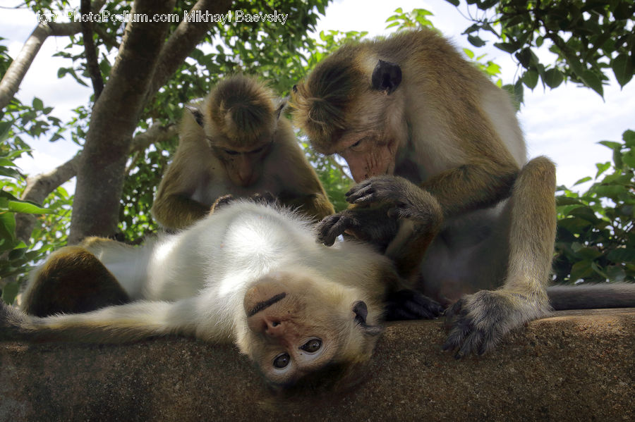 Animal, Mammal, Monkey, Cat, Pet, Siamese, Forest