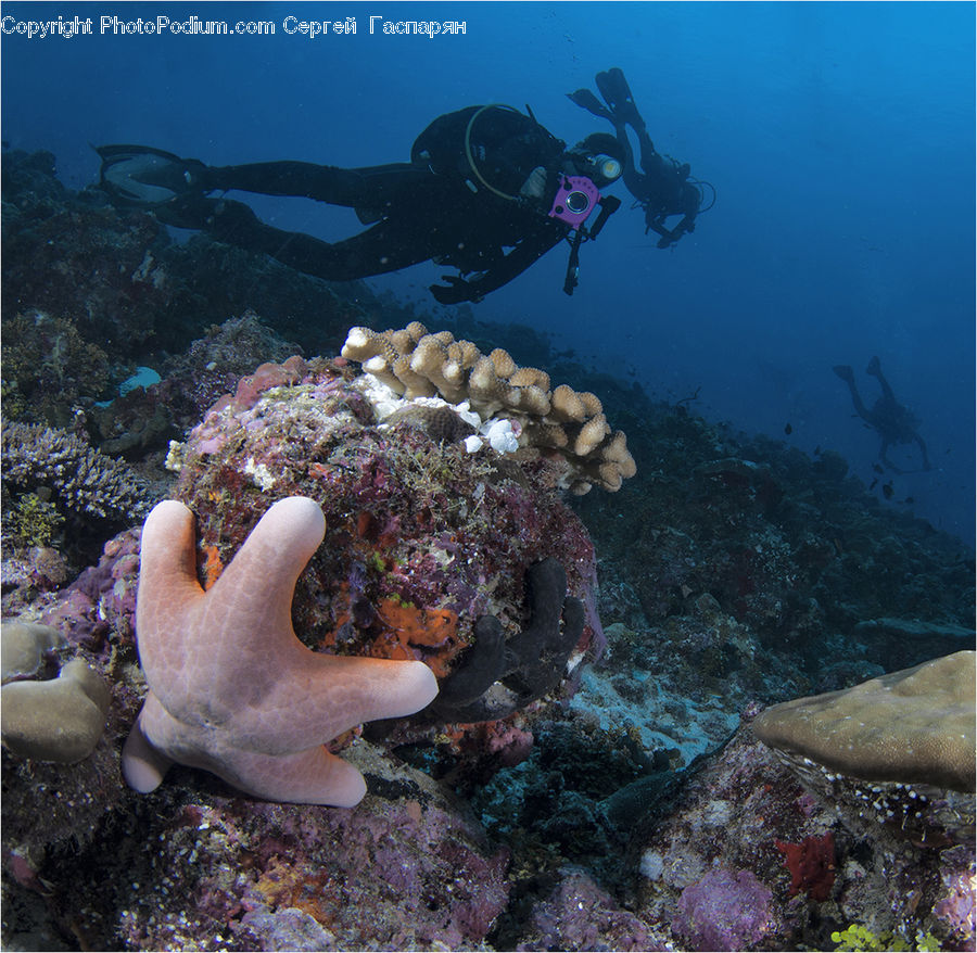 Coral Reef, Outdoors, Reef, Sea, Sea Life, Water, Diver
