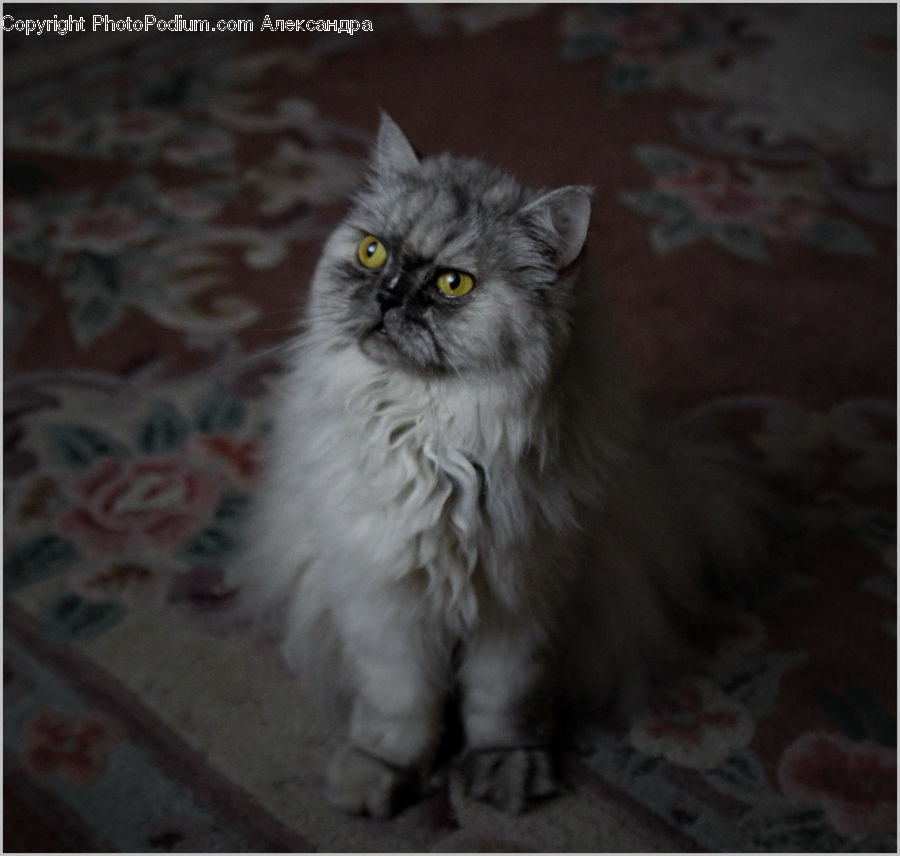 Animal, Cat, Mammal, Manx, Pet, Angora