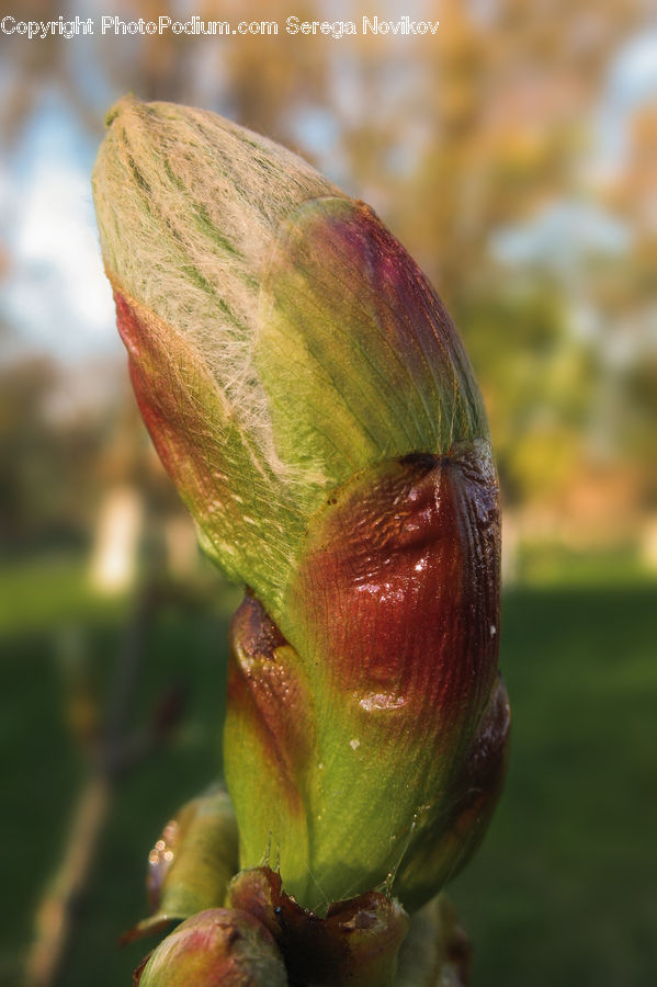 Bud, Plant, Apple, Fruit, Fig